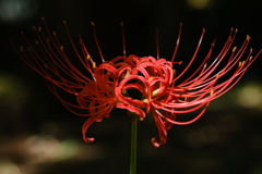 彼岸花