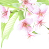 花は さくらこ
