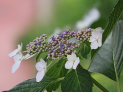 花歩記