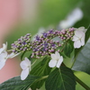 花歩記