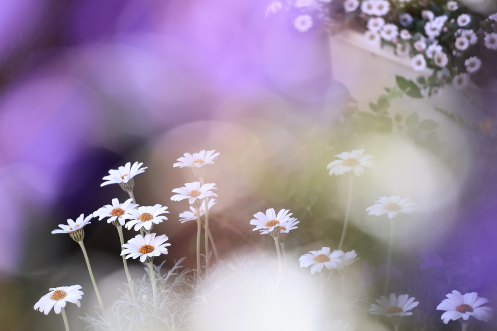 ベランダから花通信