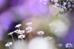 ベランダから花通信