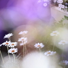 ベランダから花通信