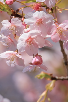 sakura