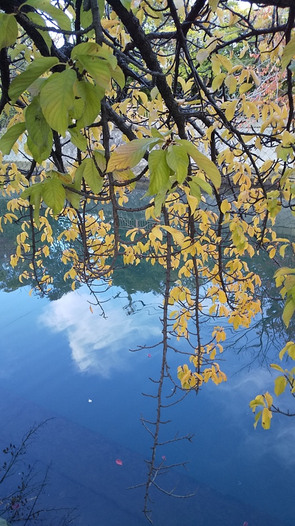 川面と桜黄葉