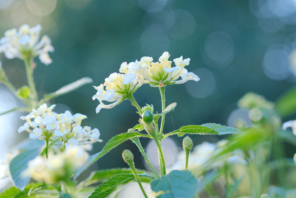 晩秋白華