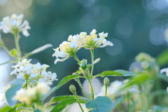 晩秋白華