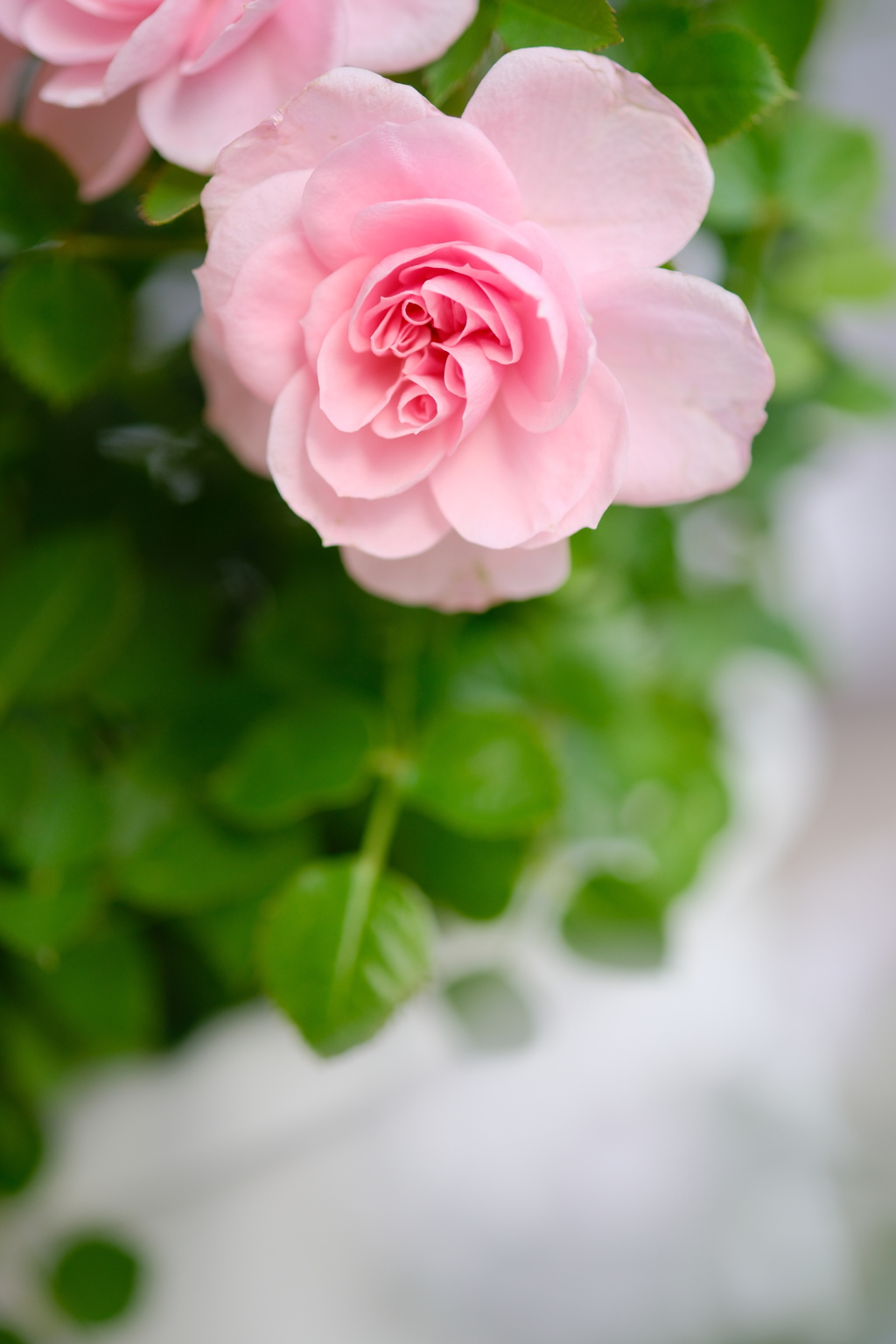 花咲くころに
