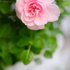 花咲くころに