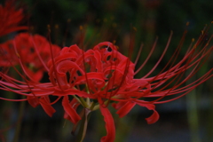 赤い 曼珠沙華