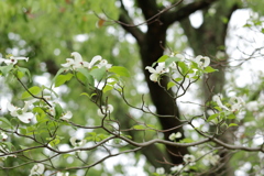 四季折々　花水木