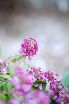 小さな花