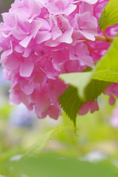 花飾り