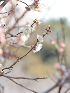 梅ほころぶ