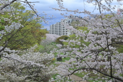 桜の候