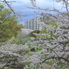 近くの公園で