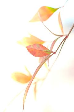 色名残り