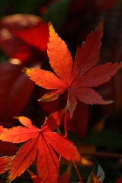冬紅葉
