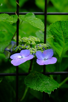 雨上がりの紫陽花