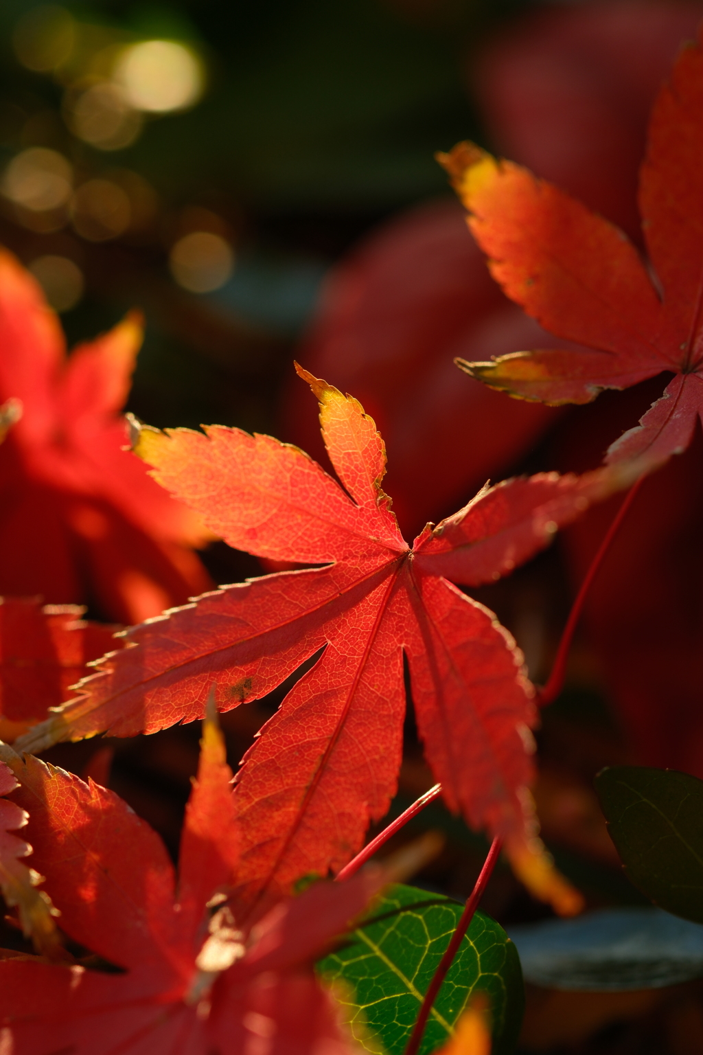 日が落ちるころ