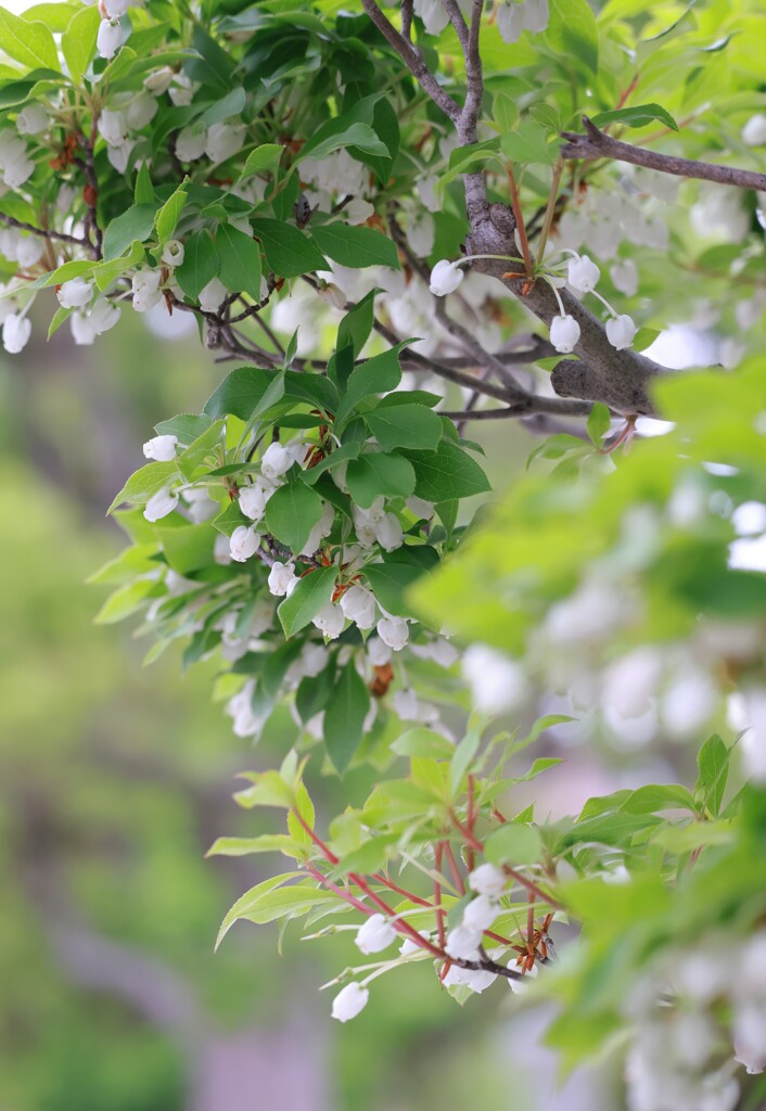 花歩記