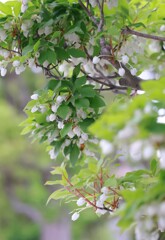 花歩記