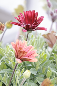 春花