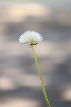 WATAGE