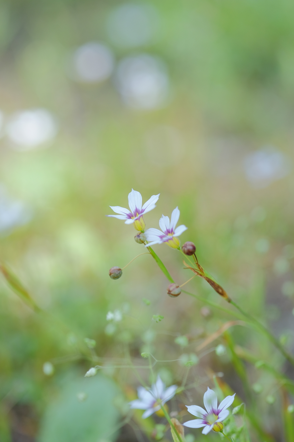 花歩記