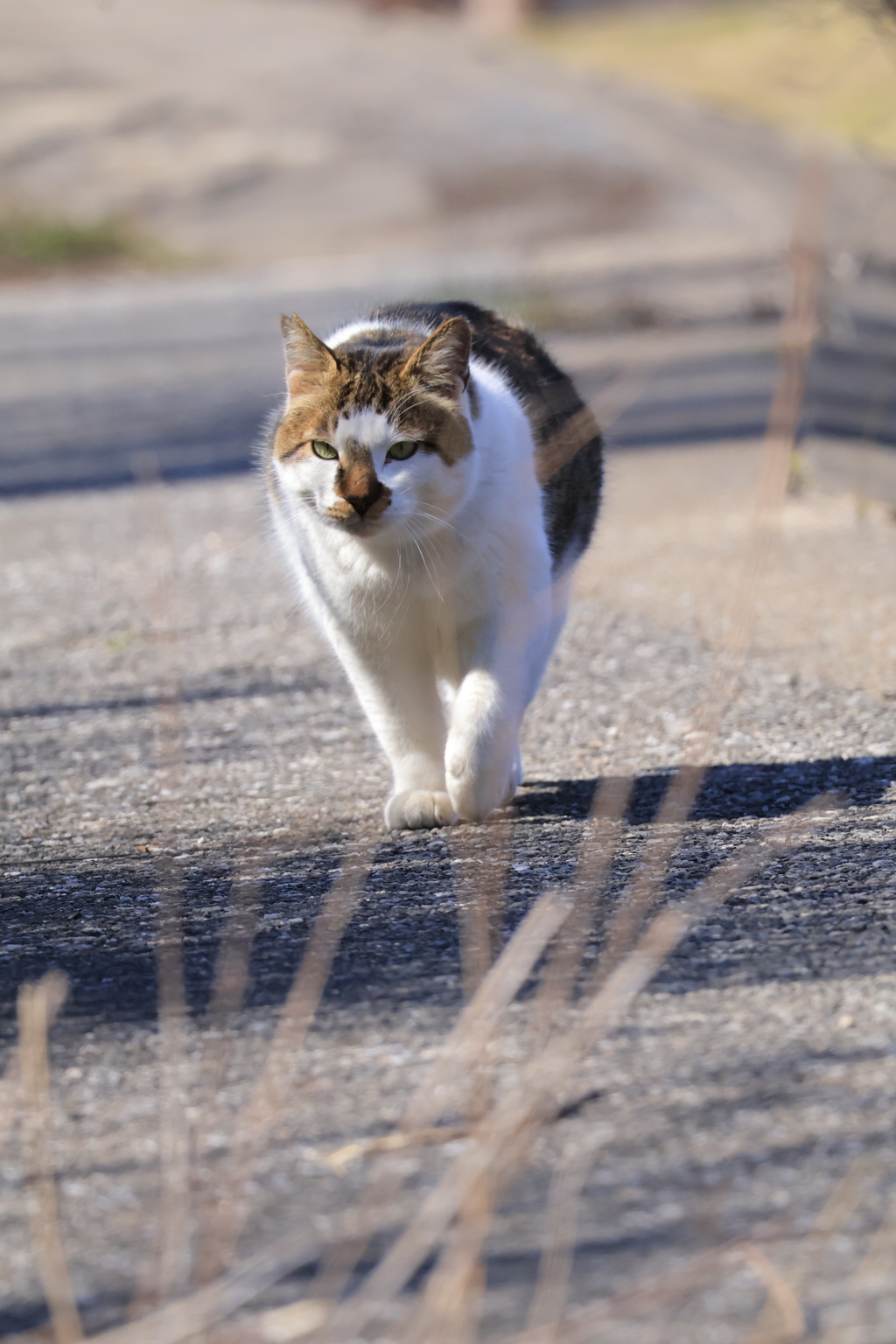 ロード　この道を行く