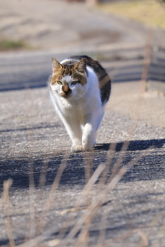 ロード　この道を行く
