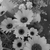 花を買い来て