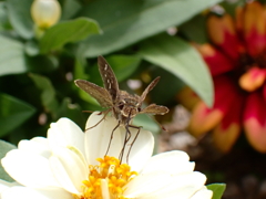 PA080207 セセリチョウ