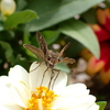 PA080207 セセリチョウ