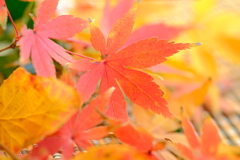 年の瀬も　紅葉
