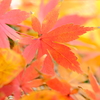 年の瀬も　紅葉