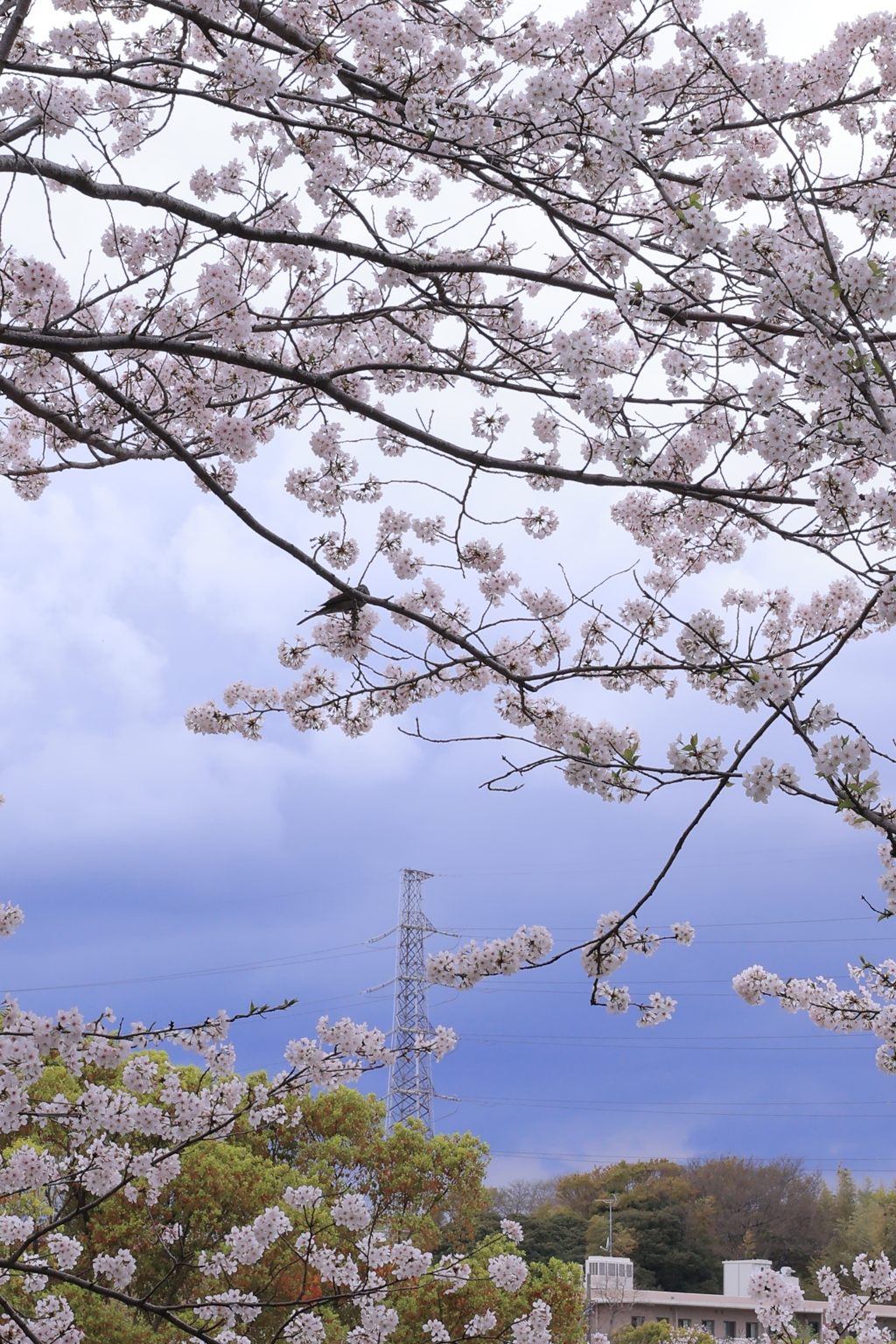 桜の頃