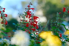 秋の花歩記