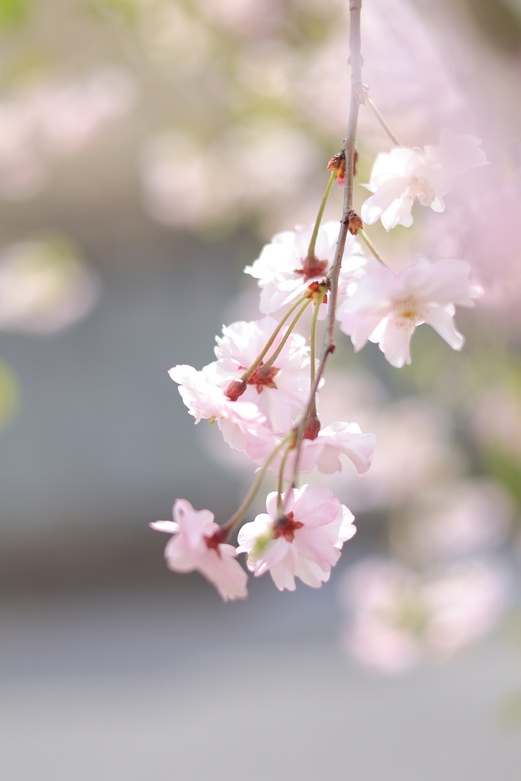 花ゆら