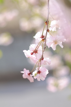 花ゆら