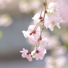花ゆら