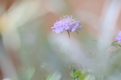 松虫草