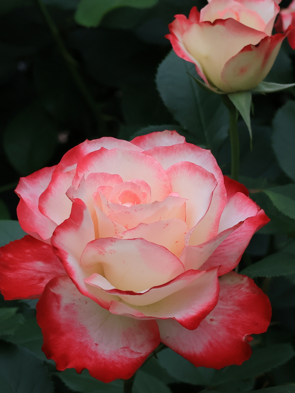 薔薇