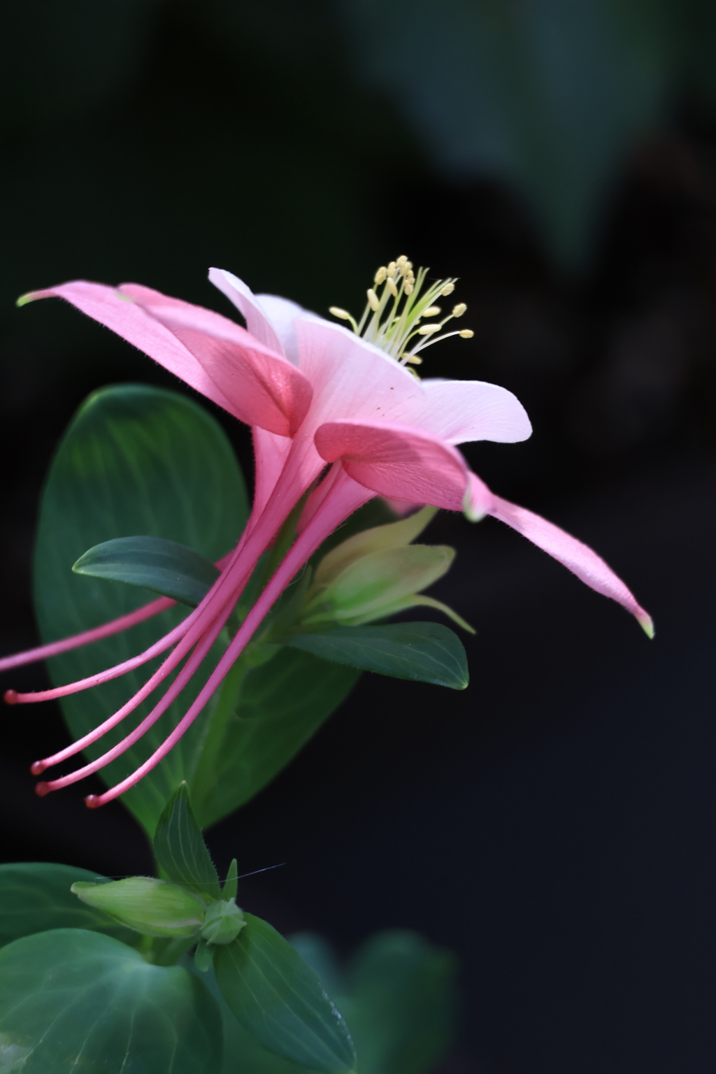 おだまき