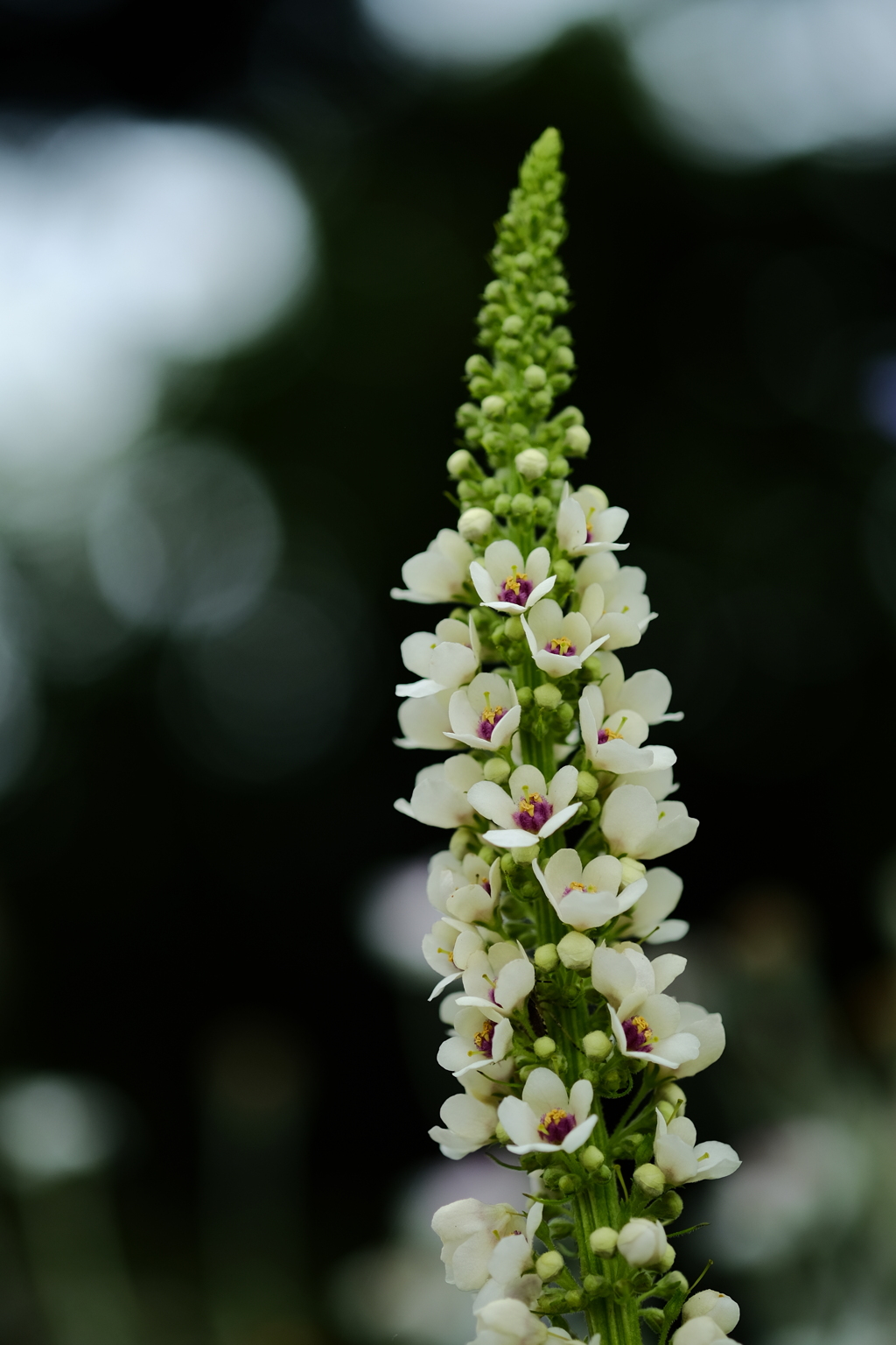夏の花
