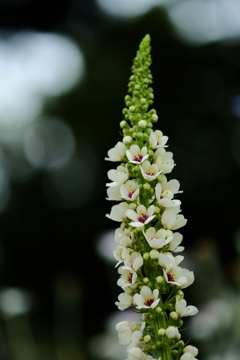 夏の花