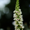 夏の花