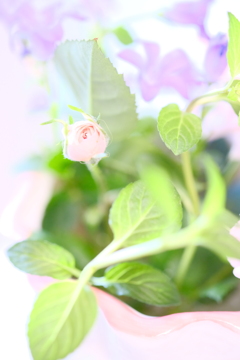 夢のかけら