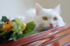 白い猫のいた夏