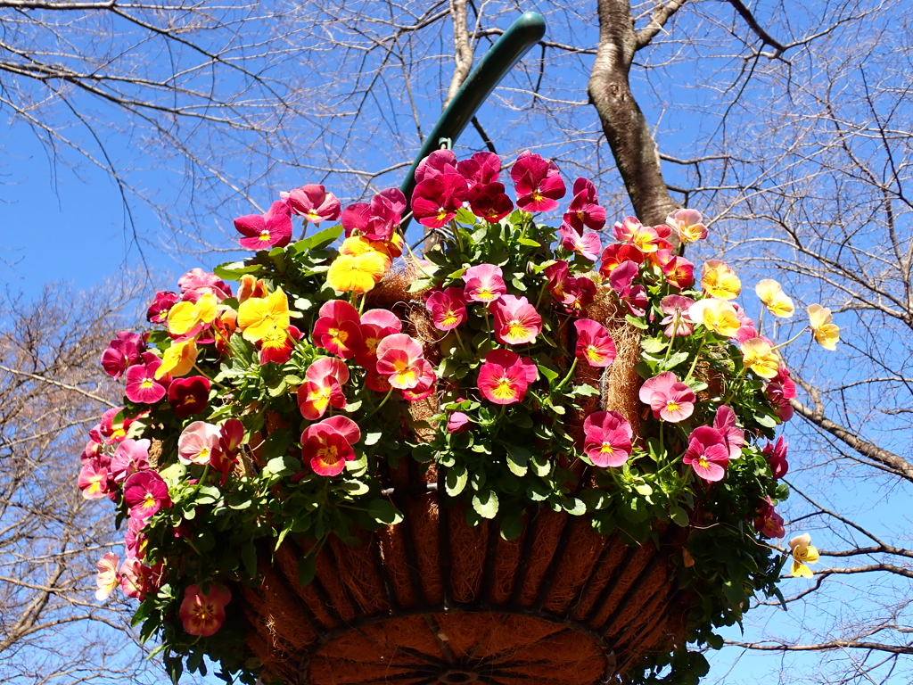 心あたたまる　冬の花